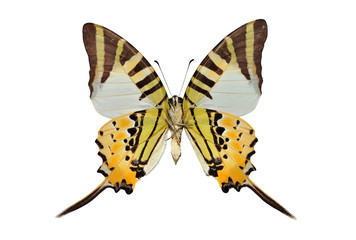 Obraz premium butterfly (Fivebar Swordtail) isolated on white background