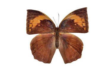 Brown butterfly (Common Duffer) isolated on white background