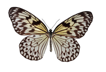 Isolated white and black butterfly