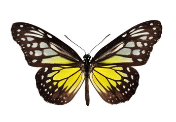 Yellow butterfly (The Yellow Glassy Tiger) isolated on white