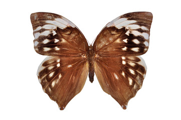 Brown butterfly (Common Duffer) isolated on white background