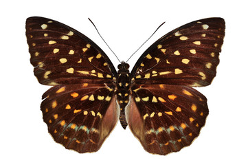 Brown butterfly (Archduke) isolated on white background