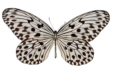 Crédence de cuisine en verre imprimé Papillon Isolated white and black butterfly (Malayan Tree Nymph)