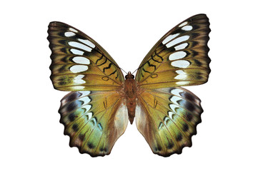 green butterfly (Euthalia byakko)