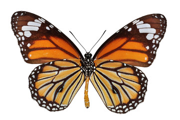 Naklejka premium Isolated monarch butterfly