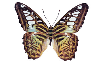 butterfly (Clipper) isolated on white background