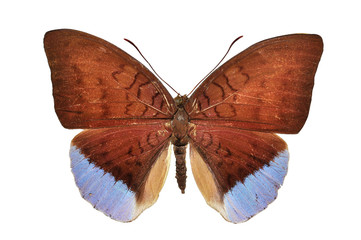 Obraz na płótnie Canvas Brown i fioletowy motyl na białym tle