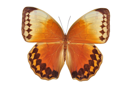 Orange butterfly (The Burmese Junglequeen, Stichophthalma louisa