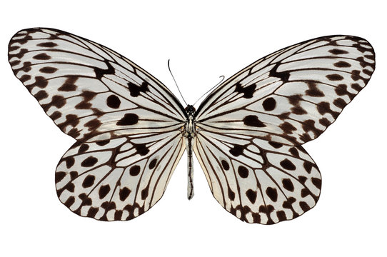 Isolated white and black butterfly (Malayan Tree Nymph)