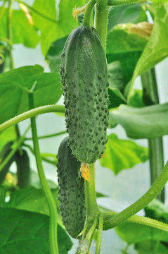 two cucumbers  on the rod growing