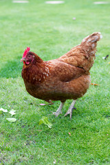 Hen