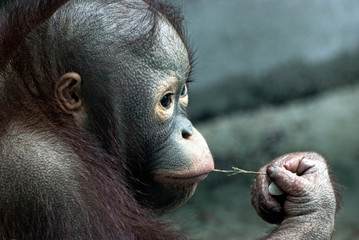 Look of little orangutan (Pongo pygmaeus) - obrazy, fototapety, plakaty