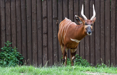 Bongo antelope (Tragelaphus euryceros) © vrabelpeter1
