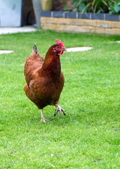 Hen