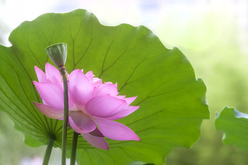 Pink lotus flower among green foliage