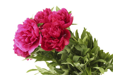 beautiful pink peonies isolated on white