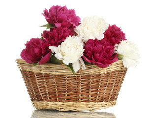 beautiful pink and white peonies in basket with bow isolated
