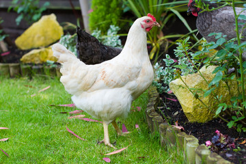 Hen
