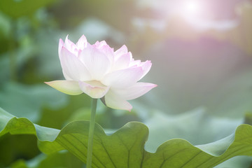White lotus flower among green foliage