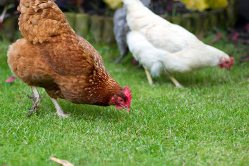 Hen