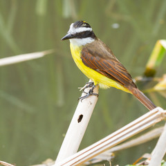 Close-up of a colorful great kiskedee in it's natural habitat