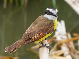 Close-up of a colorful great kiskedee in it's natural habitat