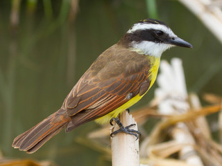 Close-up of a colorful great kiskedee in it's natural habitat