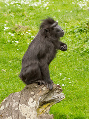 Crested Black Macaque (Macaca nigra)