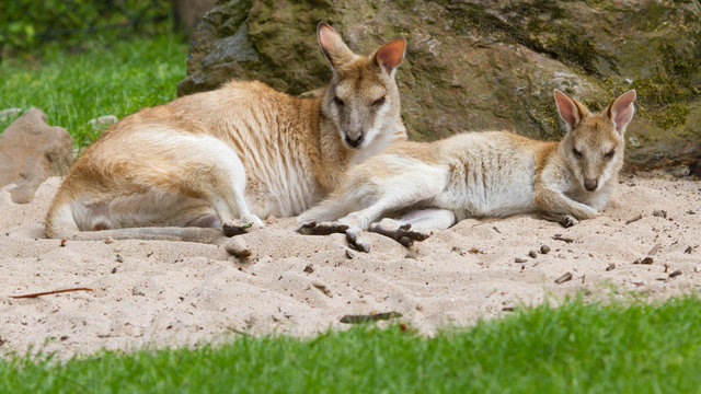 Two kangaroos resting