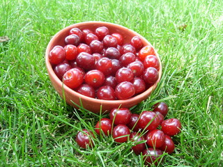 A bowl of sour cherry