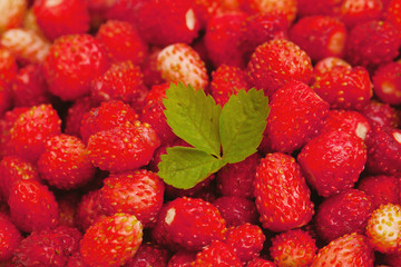 wild strawberries