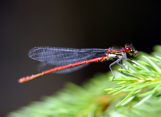 Frühe Adonislibelle