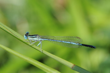 Azurjungfer-Libelle