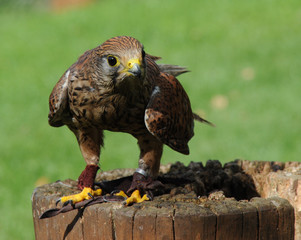 Falke