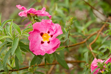 Pink flower