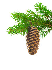 Spruce branch with cone on a white background