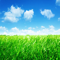 Fototapeta premium Field of green grass and white clouds in blue sky.
