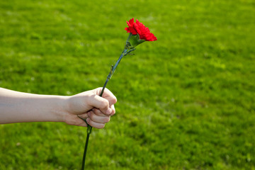 Hand holds red carnation in fist on green grass background