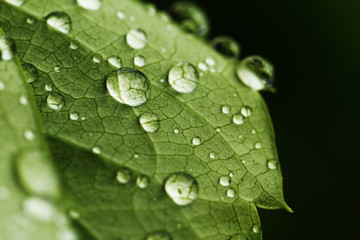 green leaf with drops of water - 42725202