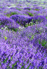 Naklejka premium color lavender field