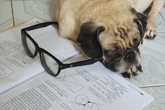 Dog Fell Asleep While Doing Her Homework