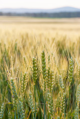 Kornfeld Getreide Ähren