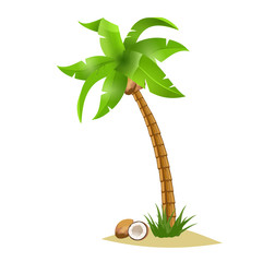 Palm tree and coconut