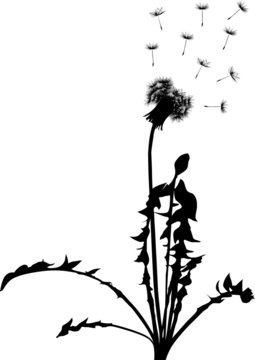 Fototapeta black dandelion with leaves and seeds