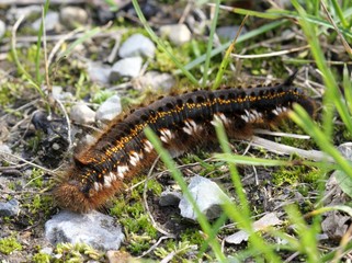 Trinkerin, Raupe der Grasglucke