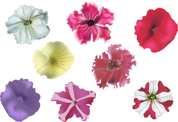 set of petunia flowers on white background - obrazy, fototapety, plakaty