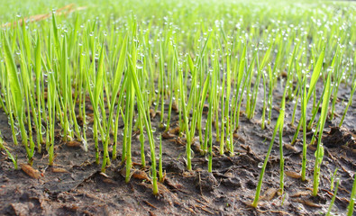 Field green rice seedlings