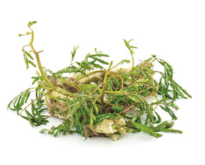 Mimosa vegetables on white