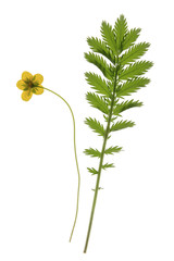 Naklejka premium Gänsefingerkraut - Potentilla anserina