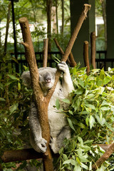 Koala_MG_2928